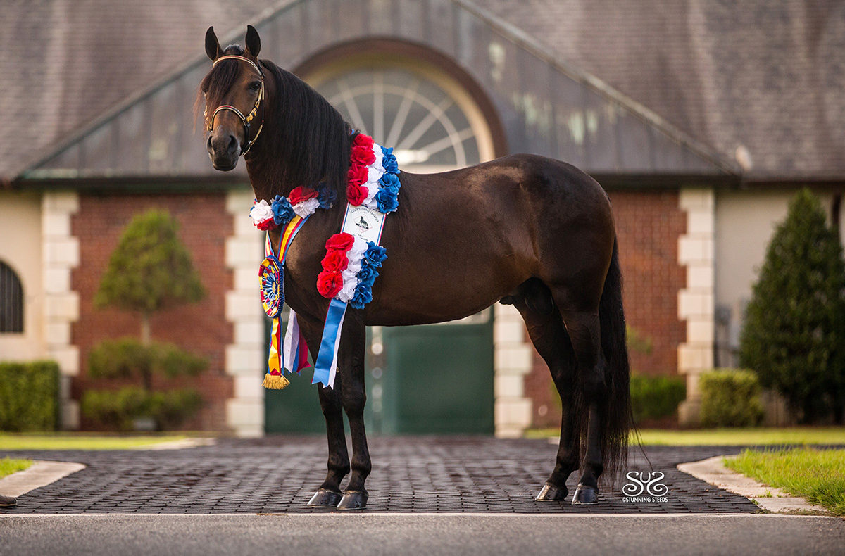 Vivaldi de Besilu - Paso Fino Stallion